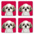 MDF Coaster - Set of 4 - Shih Tzu - Gift & Gather