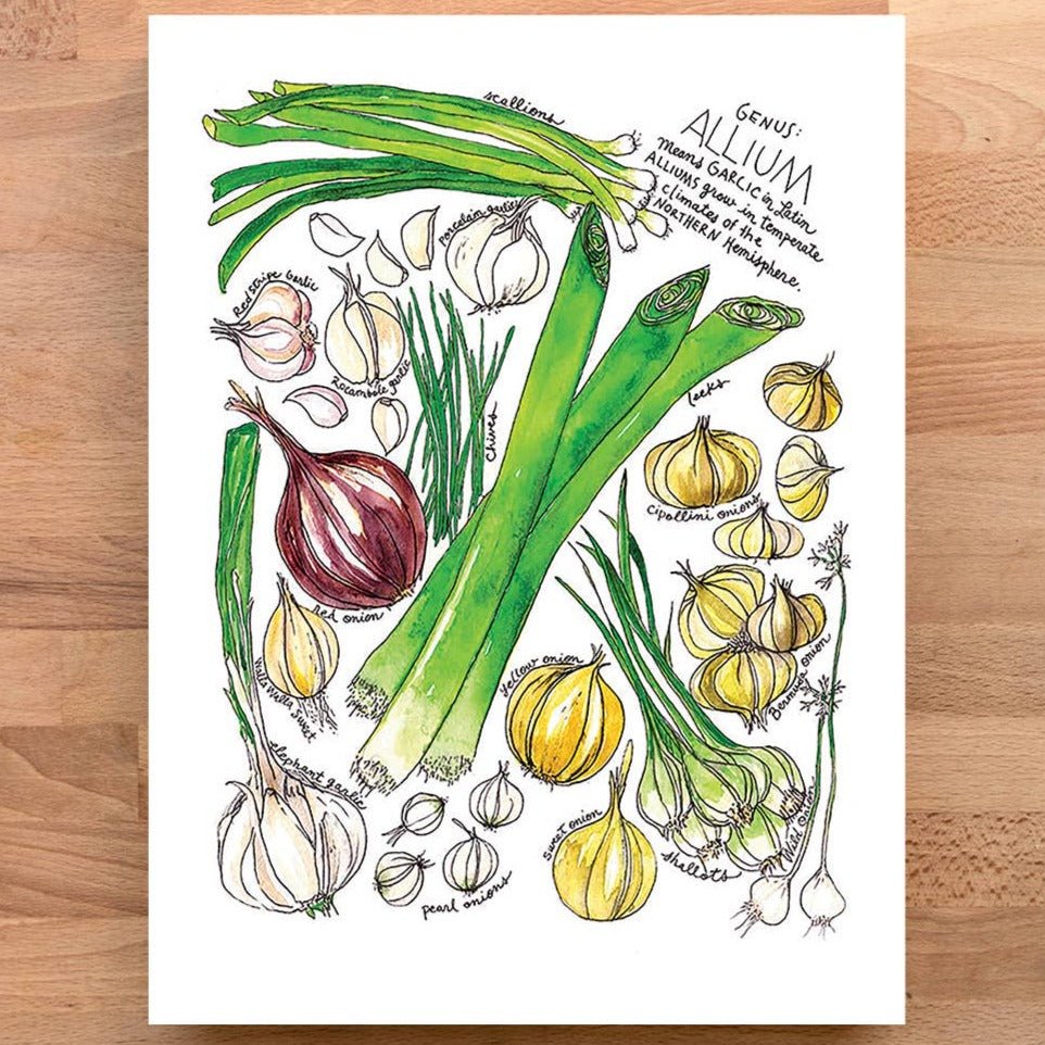 Art Print - Allium - Gift & Gather