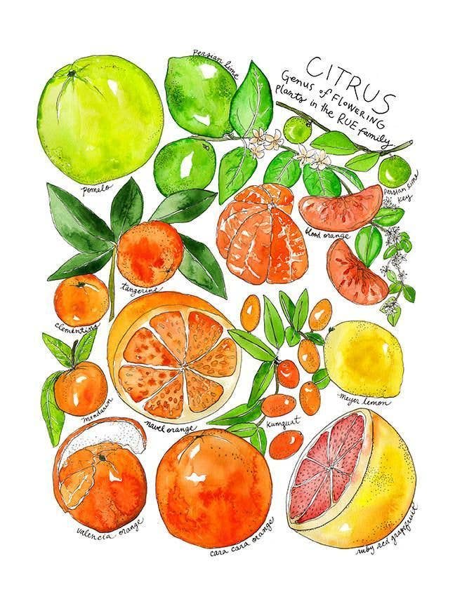 Print - Citrus Family - Gift & Gather