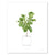 Print - Minimalist Fiddle Fig Houseplant - Gift & Gather